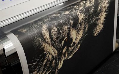 Lion print custom Wallpaper.#bigprintbirmingham #printingbirmingham #signmaker #signs #printshop #customwallpaper #wallart #wallpaper