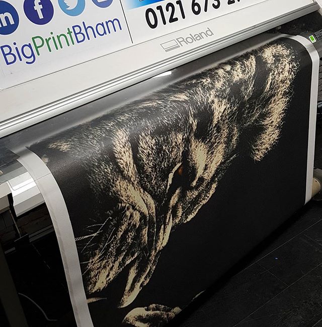 Lion print custom Wallpaper.#bigprintbirmingham #printingbirmingham #signmaker #signs #printshop #customwallpaper #wallart #wallpaper