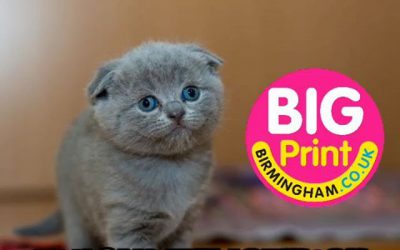 Are you kitten me?Big Print BirminghamUnit 3, 45-47 Formans Road Sparkhill B113ARWhatsapp or call your order through : 07702153393